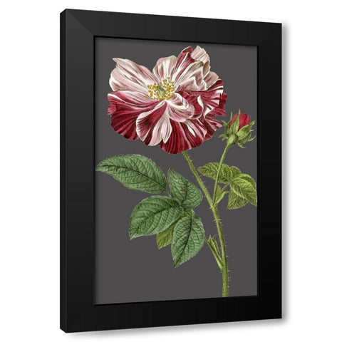 30x18 Midnight Garden Varieties II (ASH) Black Modern Wood Framed Art Print by Vision Studio