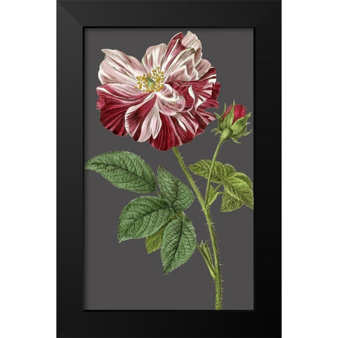 30x18 Midnight Garden Varieties II (ASH) Black Modern Wood Framed Art Print by Vision Studio