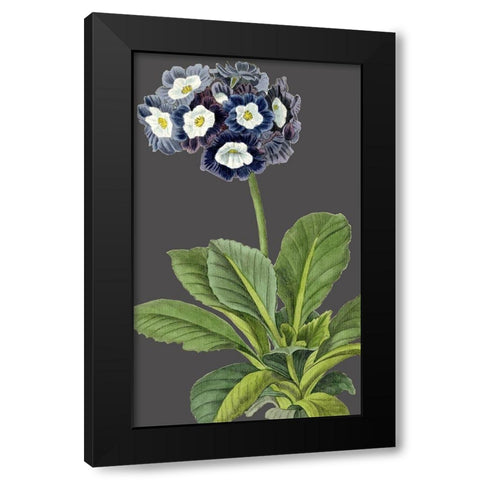 30x18 Midnight Garden Varieties IV (ASH) Black Modern Wood Framed Art Print by Vision Studio
