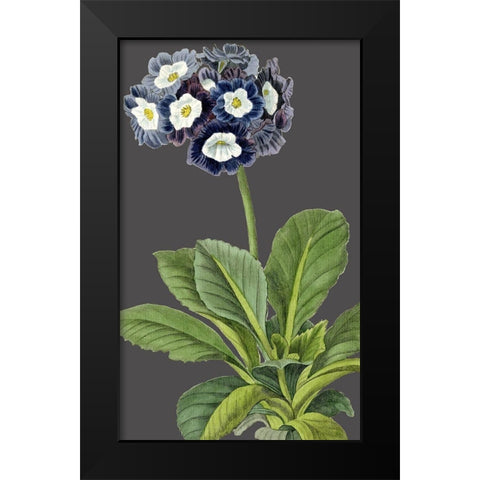 30x18 Midnight Garden Varieties IV (ASH) Black Modern Wood Framed Art Print by Vision Studio