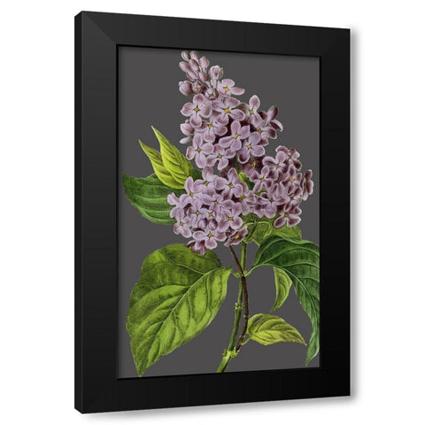 30x18 Midnight Garden Varieties V (ASH) Black Modern Wood Framed Art Print by Vision Studio