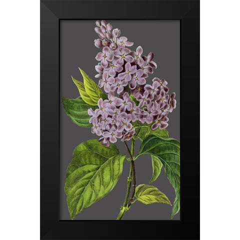 30x18 Midnight Garden Varieties V (ASH) Black Modern Wood Framed Art Print by Vision Studio