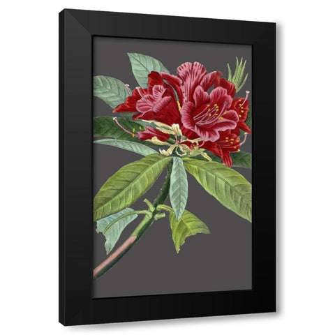 30x18 Midnight Garden Varieties VII (ASH) Black Modern Wood Framed Art Print with Double Matting by Vision Studio
