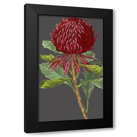 30x18 Midnight Garden Varieties VIII (ASH) Black Modern Wood Framed Art Print with Double Matting by Vision Studio