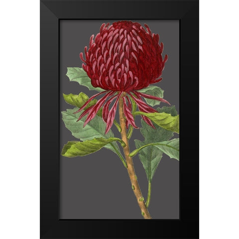 30x18 Midnight Garden Varieties VIII (ASH) Black Modern Wood Framed Art Print by Vision Studio