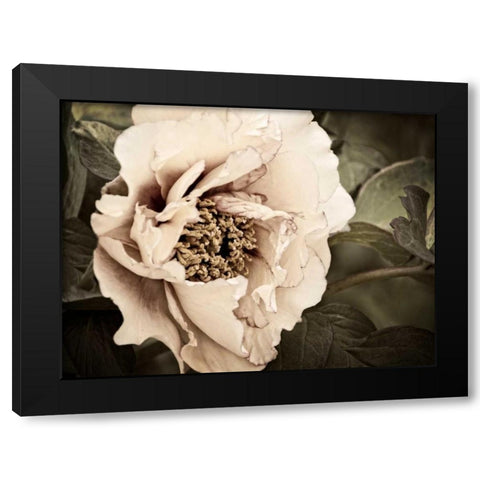 Golden Era Peony I Black Modern Wood Framed Art Print by Perry, Rachel