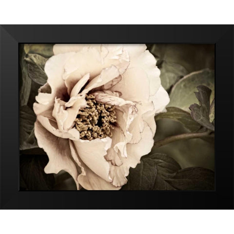 Golden Era Peony I Black Modern Wood Framed Art Print by Perry, Rachel