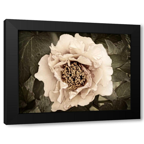 Golden Era Peony II Black Modern Wood Framed Art Print with Double Matting by Perry, Rachel