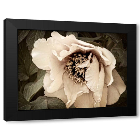 Golden Era Peony III Black Modern Wood Framed Art Print with Double Matting by Perry, Rachel