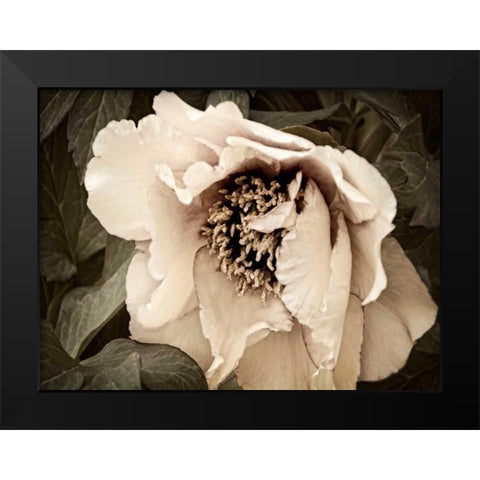 Golden Era Peony III Black Modern Wood Framed Art Print by Perry, Rachel