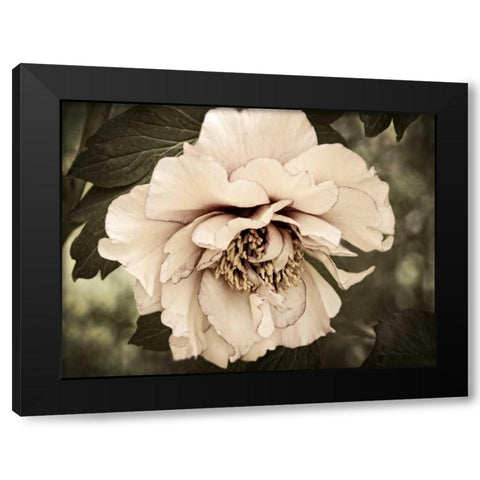 Golden Era Peony IV Black Modern Wood Framed Art Print with Double Matting by Perry, Rachel