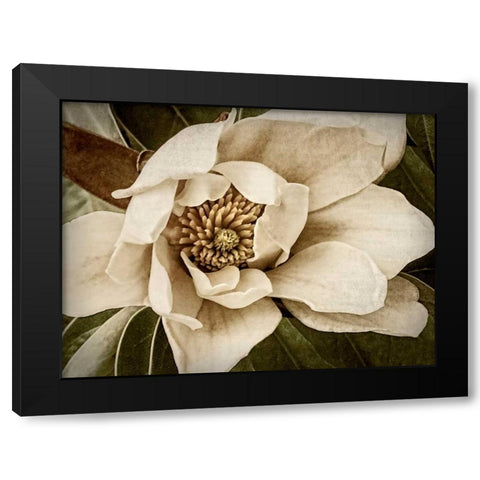 Classic Magnolia I Black Modern Wood Framed Art Print by Perry, Rachel