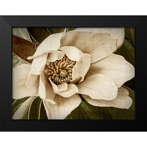 Classic Magnolia I Black Modern Wood Framed Art Print by Perry, Rachel