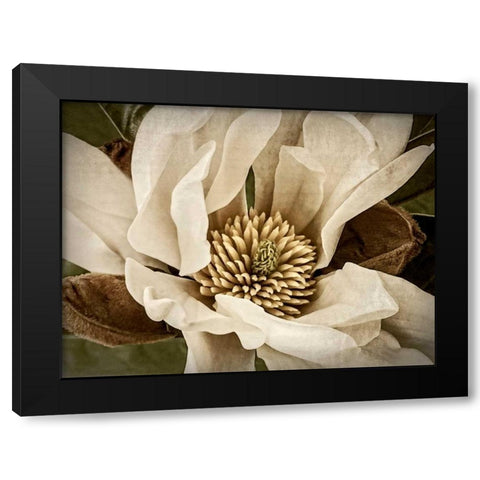 Classic Magnolia II Black Modern Wood Framed Art Print by Perry, Rachel