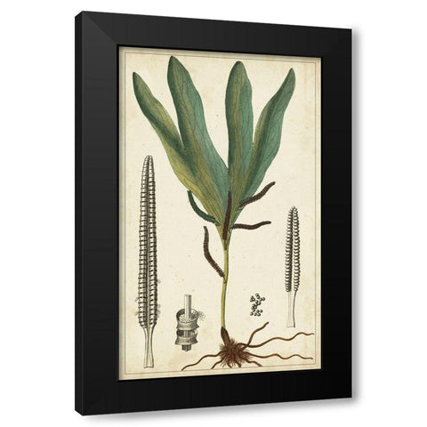 40x24 Foliage Botanique II (ASH) Black Modern Wood Framed Art Print with Double Matting by Turpin
