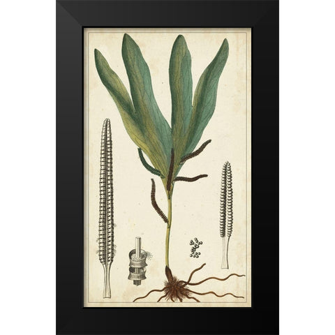 40x24 Foliage Botanique II (ASH) Black Modern Wood Framed Art Print by Turpin
