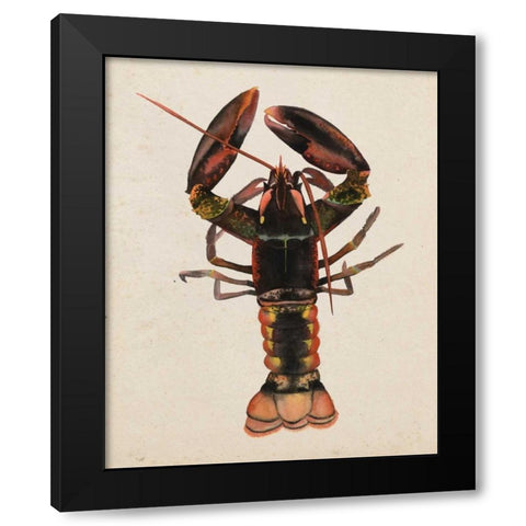 Sea Dweller I Black Modern Wood Framed Art Print with Double Matting by Popp, Grace
