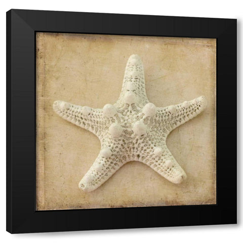 Sepia Shell I Black Modern Wood Framed Art Print with Double Matting by Stalus, Judy