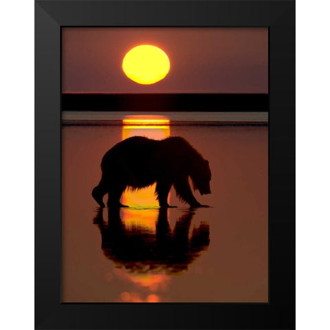 Bears at Play I Black Modern Wood Framed Art Print by PHBurchett