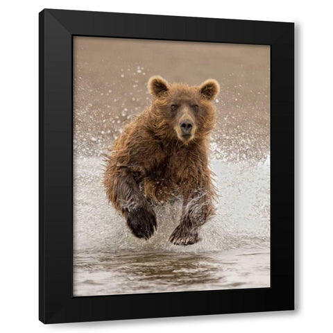 Bears at Play II Black Modern Wood Framed Art Print by PHBurchett