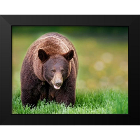 Bears at Play III Black Modern Wood Framed Art Print by PHBurchett