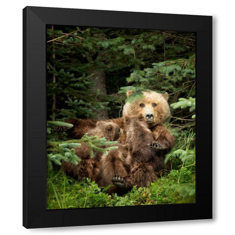 Bears at Play IV Black Modern Wood Framed Art Print with Double Matting by PHBurchett