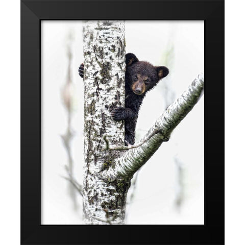Bears at Play V Black Modern Wood Framed Art Print by PHBurchett