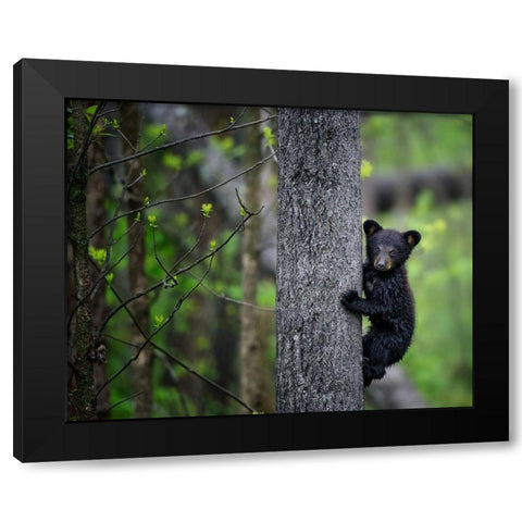 Bears at Play VI Black Modern Wood Framed Art Print by PHBurchett