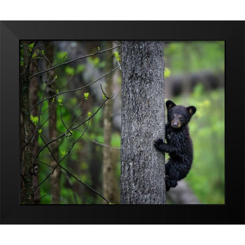 Bears at Play VI Black Modern Wood Framed Art Print by PHBurchett