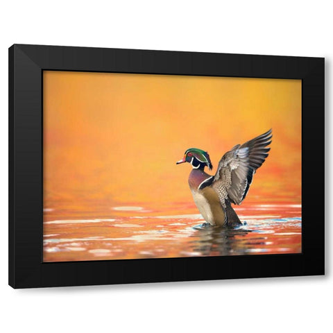 Water Bird Glimpse III Black Modern Wood Framed Art Print by Burchett, PH