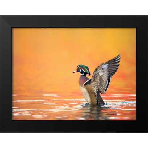 Water Bird Glimpse III Black Modern Wood Framed Art Print by Burchett, PH