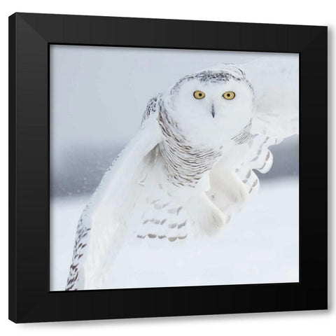 Owl in Flight I Black Modern Wood Framed Art Print with Double Matting by Burchett, PH