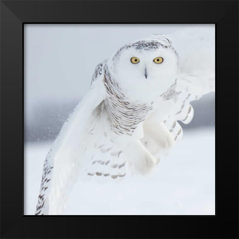 Owl in Flight I Black Modern Wood Framed Art Print by Burchett, PH