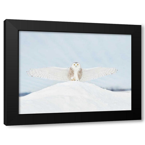 Owl in Flight III Black Modern Wood Framed Art Print by Burchett, PH