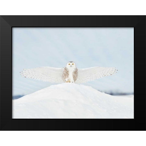 Owl in Flight III Black Modern Wood Framed Art Print by Burchett, PH