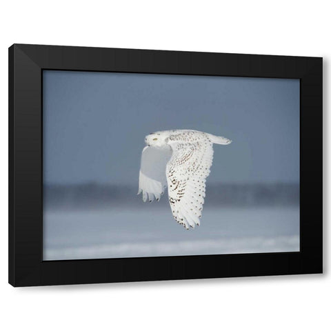 Owl in Flight IV Black Modern Wood Framed Art Print with Double Matting by Burchett, PH