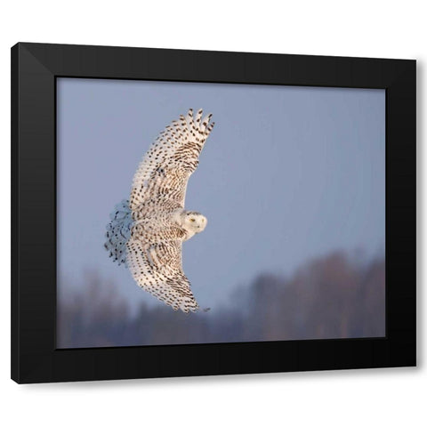 Owl in Flight V Black Modern Wood Framed Art Print by Burchett, PH