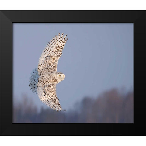 Owl in Flight V Black Modern Wood Framed Art Print by Burchett, PH