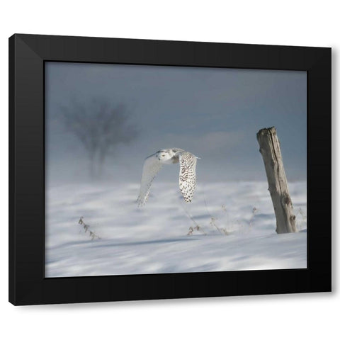 Owl in Flight VI Black Modern Wood Framed Art Print with Double Matting by Burchett, PH