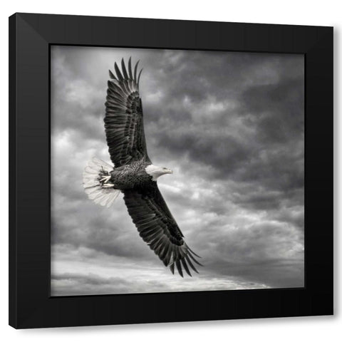 Eagle in Flight Black Modern Wood Framed Art Print with Double Matting by Burchett, PH