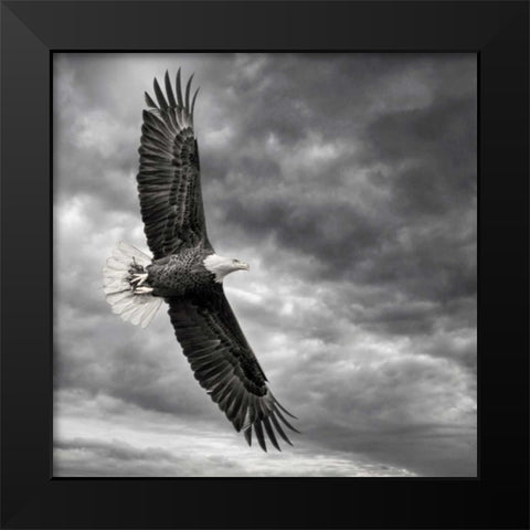Eagle in Flight Black Modern Wood Framed Art Print by Burchett, PH