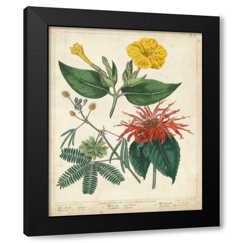 Summer Beauties I Black Modern Wood Framed Art Print by Edwards, Sydenham