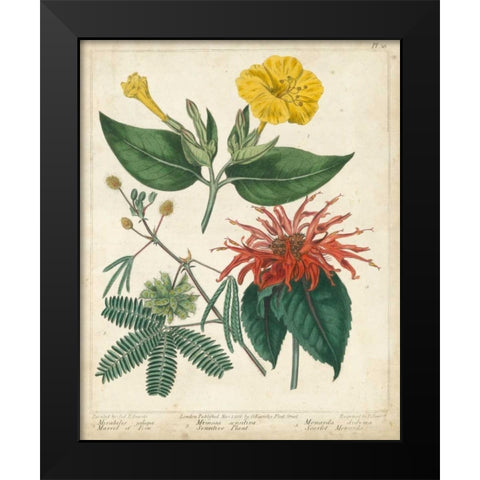 Summer Beauties I Black Modern Wood Framed Art Print by Edwards, Sydenham