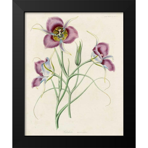 Lavender Blooms I Black Modern Wood Framed Art Print by Unknown
