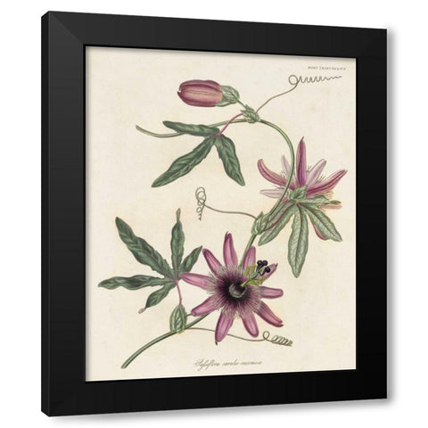 Lavender Blooms II Black Modern Wood Framed Art Print by Unknown