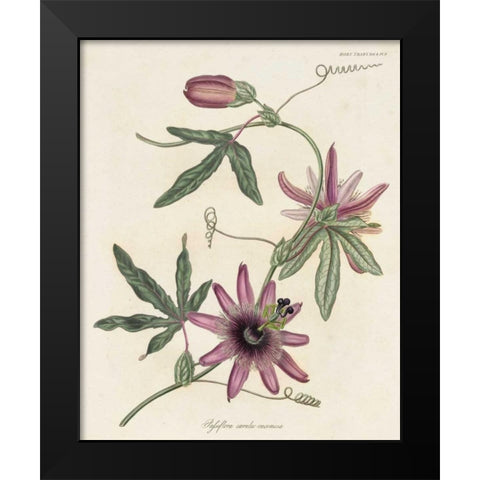 Lavender Blooms II Black Modern Wood Framed Art Print by Unknown