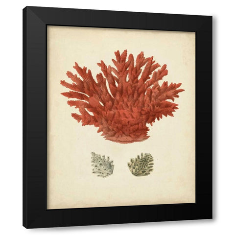 Antique Red Coral III Black Modern Wood Framed Art Print with Double Matting by Vision Studio