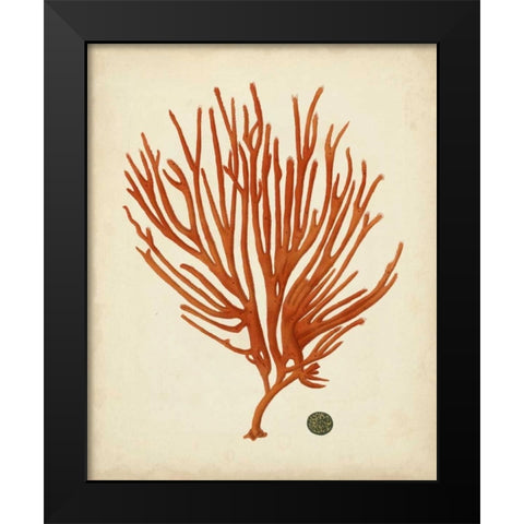 Antique Red Coral IV Black Modern Wood Framed Art Print by Vision Studio