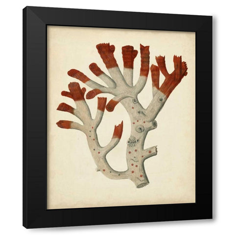 Antique Red Coral VI Black Modern Wood Framed Art Print with Double Matting by Vision Studio