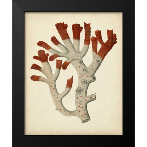 Antique Red Coral VI Black Modern Wood Framed Art Print by Vision Studio